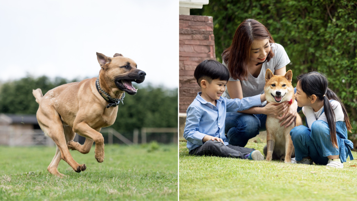 A dog running freely in a dog run (left) and a mother and her two children playing with a Shiba Inu dog (Photos: Getty Images) 