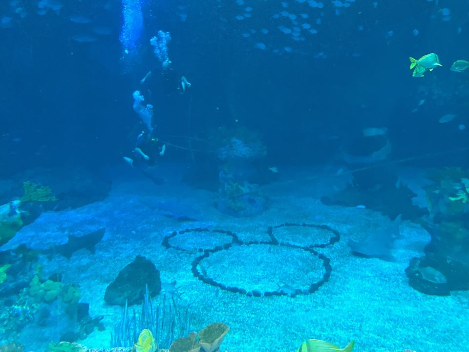 Fish big and small, a hidden Mickey, a scuba-diver: Those are just a sampling of the colorful things parkgoers might see in the aquarium at The Seas with Nemo & Friends Pavilion at EPCOT.