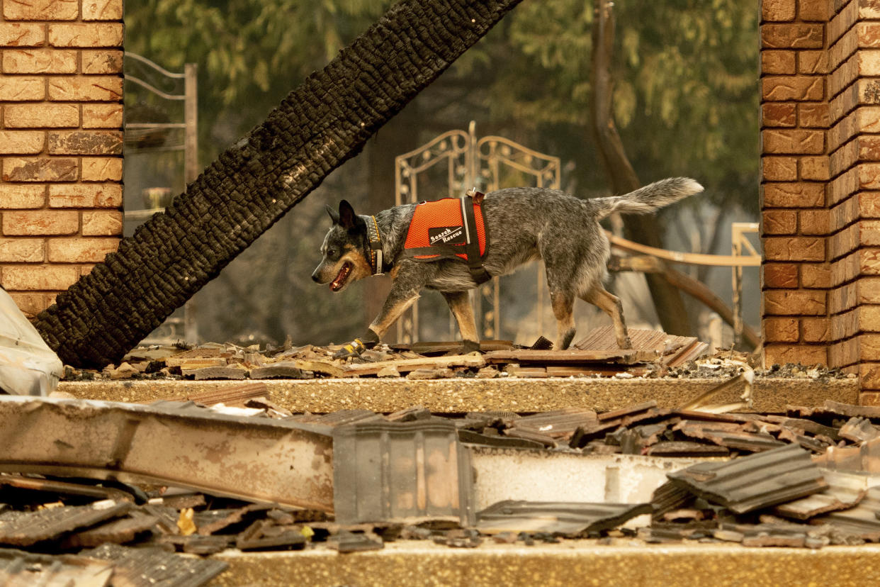 A dog searches for victims of the Camp fire in Paradise, California, on Nov. 15, 2018. 