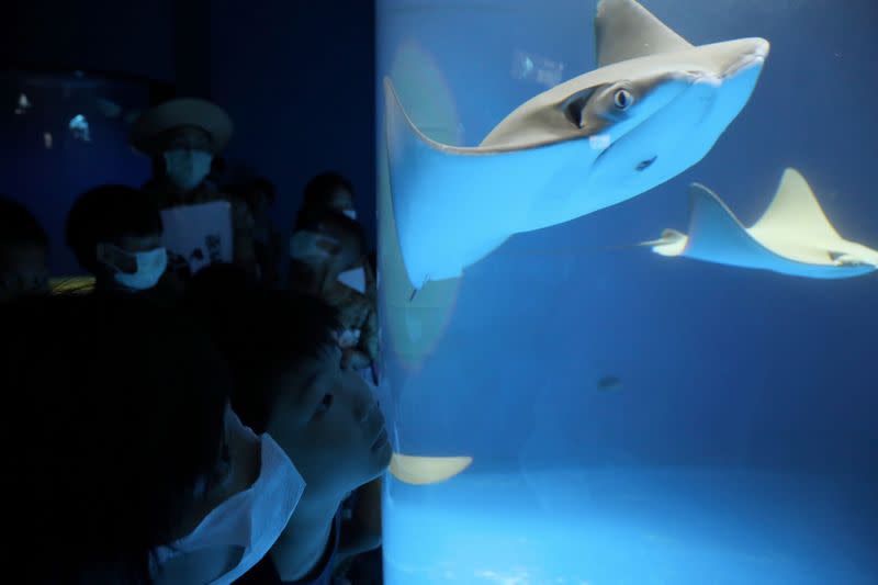 Visitors tour the Xpark Aquarium on its opening day while wearing protective masks to prevent the spread of the coronavirus disease (COVID-19) in Taoyuan