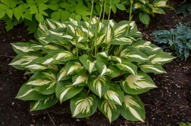 <p>Courtesy of <a href="https://provenwinnersdirect.com/products/shadowland-r-miss-america-hosta" data-component="link" data-source="inlineLink" data-type="externalLink" data-ordinal="1" rel="nofollow">Proven Winners Direct</a></p>