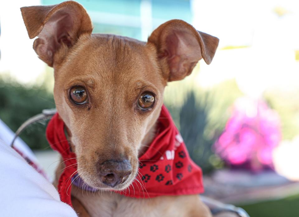 Ernie Banks the dog volunteers at the Desert Care Network's Comprehensive Cancer Center at Desert Regional Medical Center in Palm Springs on Nov. 17.