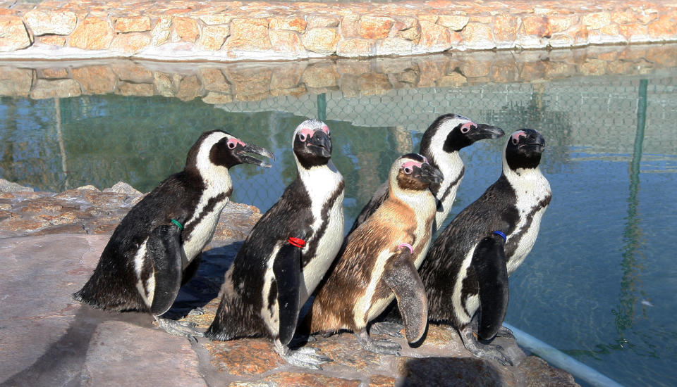 Five penguins, Josie, Albert, Charlie, Chalet and Hawaii, left to right, stand by the water at Wayne Newton's Casa de Shenandoah, Tuesday, March 12, 2013, in Las Vegas. (AP Photo/Las Vegas Review-Journal, Jerry Henkel)