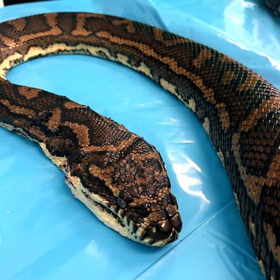 Vets at Currumbin Wildlife Hospital worked for hours to remove the parasites on Thursday. Source: Gold Coast and Brisbane Snake Catcher/ Facebook