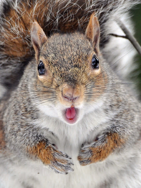 Surprised Squirrel