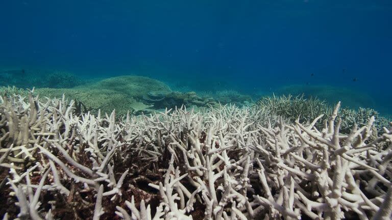 Preocupación medioambiental: miles de corales se blanquearon debido a la ola de calor