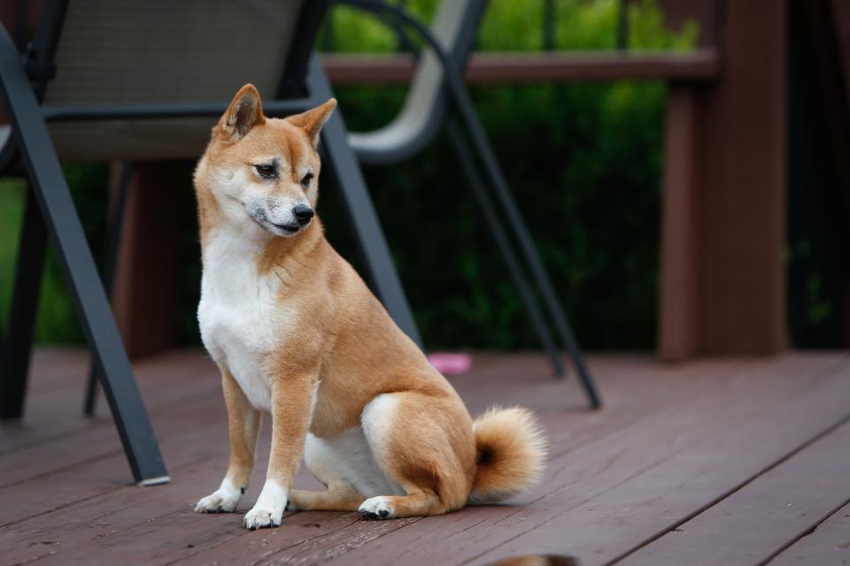 Shiba Inu Emmie enjoys John Michno's back porch on Friday, Sept. 22, 2023. In March, Michno became a host on Sniffspot, a private dog park rental service. Dog owners can rent his backyard for their dogs to play around in.