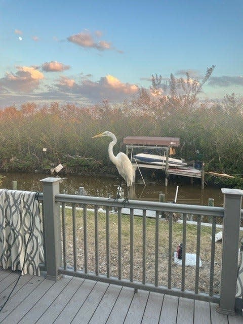 This is a photo taken Oct. 6, 2022 on the second floor of Matt and Trish Oakley's Fort Myers Beach home. Storm surge from Hurricane Ian on Sept. 28, 2022 had gotten as high as the last step leading to the second floor. "That's a white Egret on our deck," Matt said in a text. "Life finds a way ..."