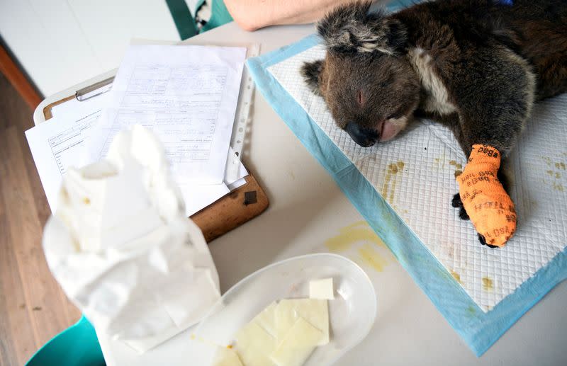 FILE PHOTO: An injured koala is treated at the Kangaroo Island Wildlife Park, at the Wildlife Emergency Response Centre in Parndana, Kangaroo Island, Australia