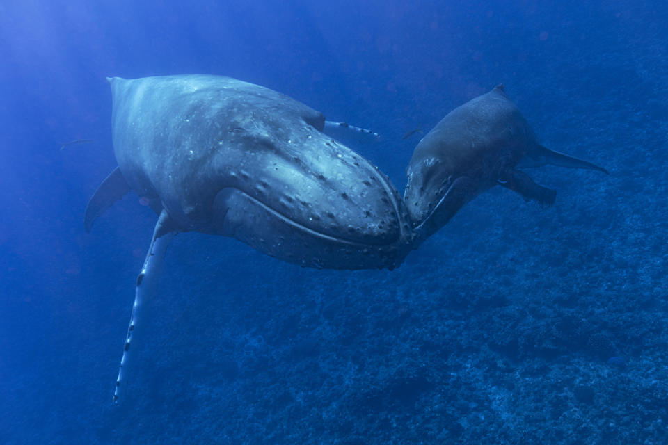 This photo provided by Samuel Lam shows a humpback whale and her calf in Rurutu, French Polynesia in September 2022. Humpbacks are known to compose elaborate songs that travel across oceans and whale pods. (Samuel Lam via AP)