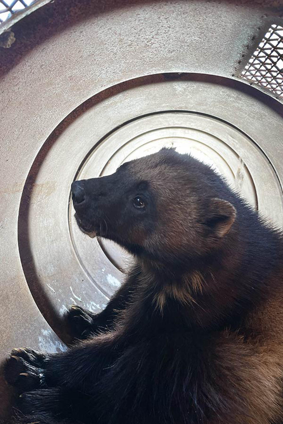 Wolverine examination (Utah Division of Wildlife Resources)