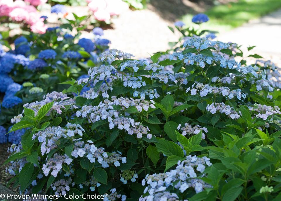 Blue, Flower, Groundcover, Flowering plant, Spring, Majorelle blue, Shrub, Annual plant, Garden, Wildflower, 