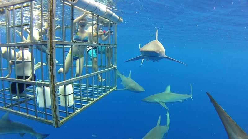 鯊籠潛水是相當熱門的海洋觀光行程，遊客可在特製籠子內近距離觀賞大型鯊魚。（kalanz@wikipedia_CCBY-SA2.0）