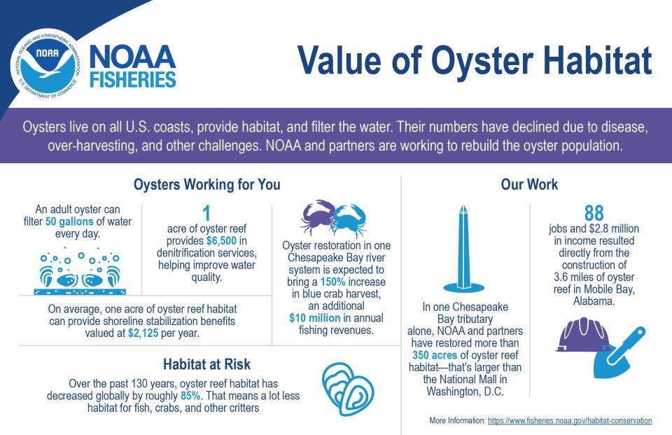 Why oysters are important to coastal waters.