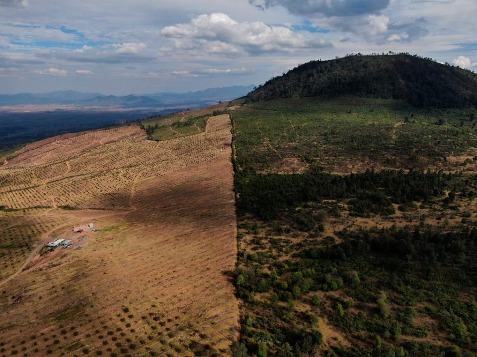 MEXICO-AGUACATES-DEFORESTACIÓN (AP)