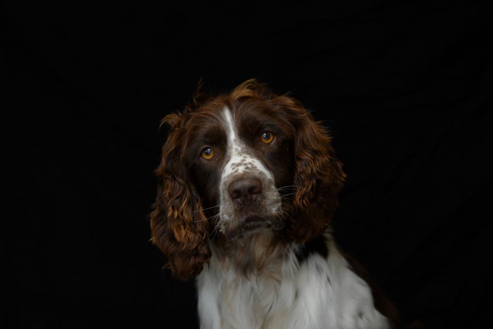 Coronavirus has spawned a pet boom in the UK, as people took advantage of stay-at-home orders to settle in a new animal. Photo: Olivier MorinAFP via Getty Images