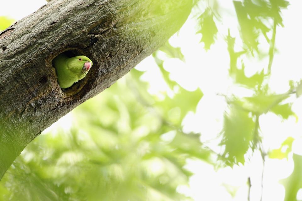 Many parks in southeast England are now teeming with parakeetsGetty Images