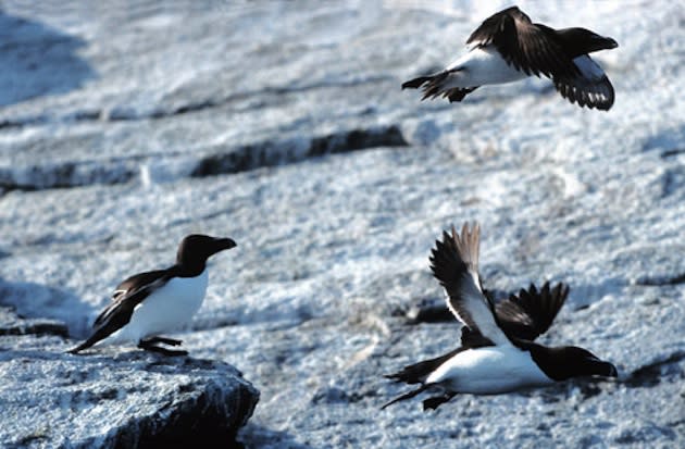 Razorbill Auks in the wild, unlike the ones in the Archmere Academy gym — Wikipedia