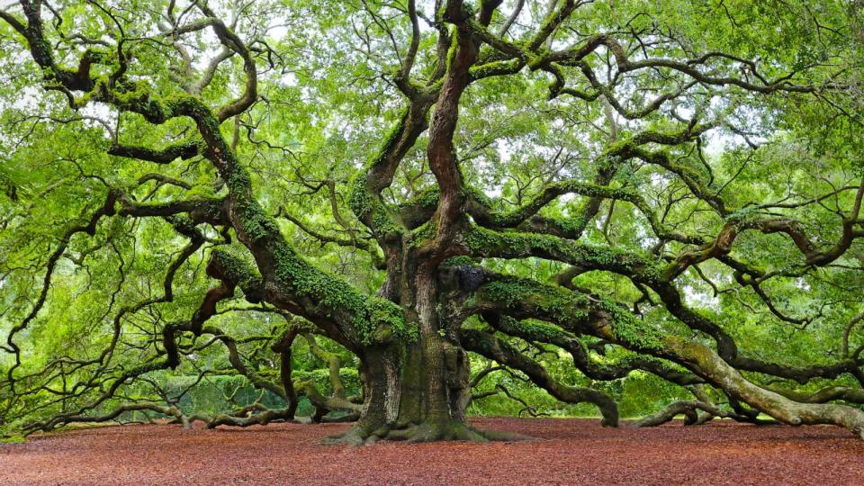 PHOTO: This ancient Oak tree, a local natural landmark, is located on John's Island, just outside of Charleston, S.C. (STOCK IMAGE/Getty Images)