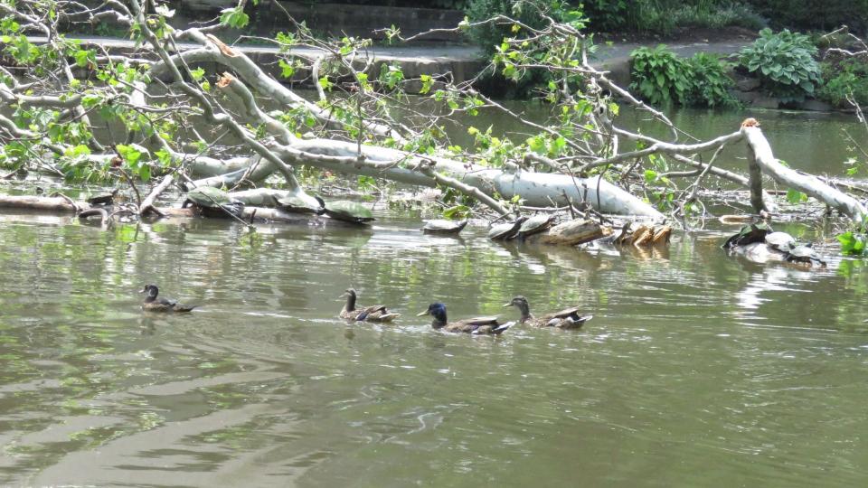 Tree turtles line up for places to sun themselves on a fallen sycamore tree while ducks watch.  The ducks like to nest in the sycamores which line Lake Afton in Yardley.