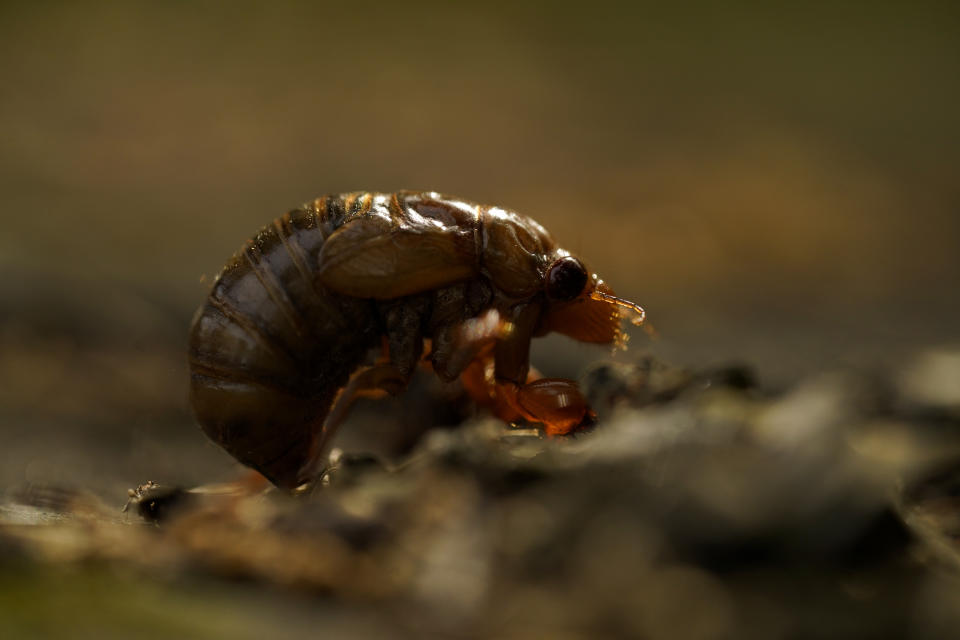 A cicada nymph sits on the ground, Sunday, May 2, 2021, in Frederick, Md. (AP Photo/Carolyn Kaster)