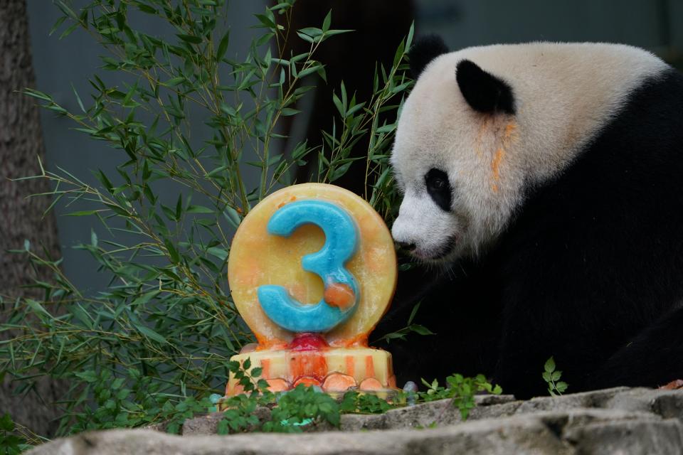 A giant panda eats a cake made out of fruit.