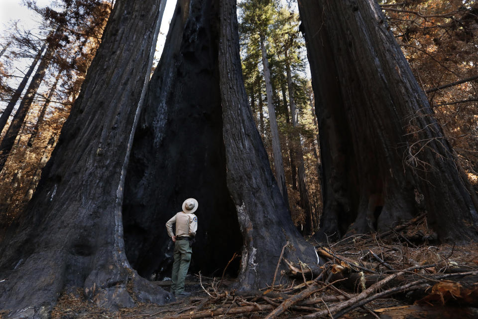 Big Basin Redwoods State Park in California was hit by a wildfire in August 2020 that burned roughly 97% of the park's 18,224 acres. State Parks safety officer and ranger Gabe McKenna, center, looks at the damage. The park contains 4,400 acre of old-growth redwood forest and 11,3000 acres of secondary growth. / Credit: Carolyn Cole / Los Angeles Times via Getty Images