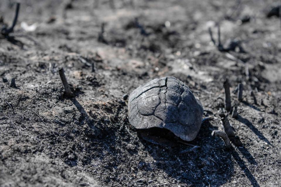 The shell of a tortoise lies on the charred ground near the village of Loutses on the Greek island of Corfu (AFP via Getty Images)