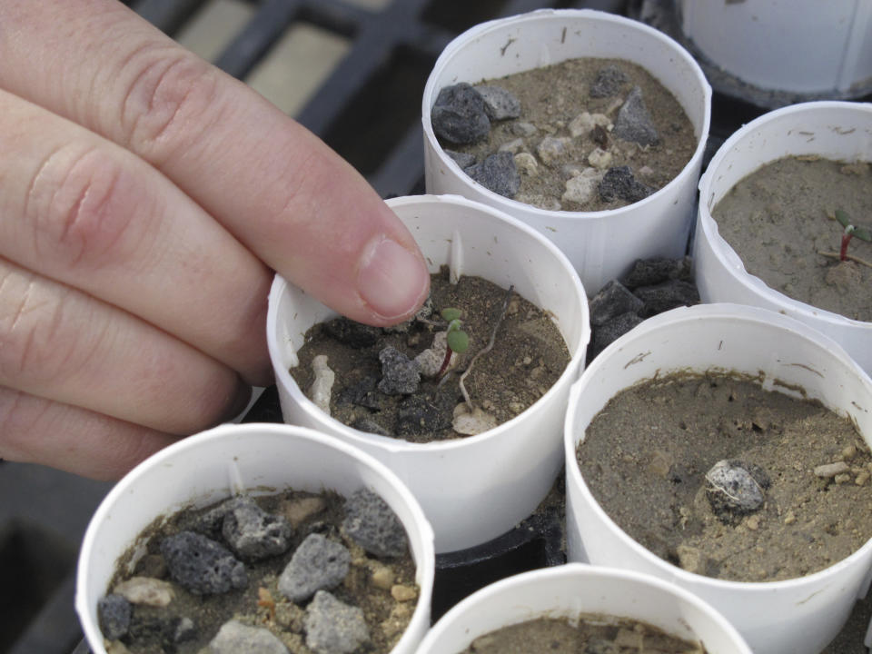 FILE - Beth Leger, a plant ecologist at the University of Nevada, Reno, points to a tiny Tiehm's buckwheat that has sprouted at a campus greenhouse in this photo taken on Feb. 10, 2020 in Reno, Nevada. Their research is being funded by an Australian mining company that wants to mine lithium in the high desert 200 miles southeast of Reno, the only place the rare wildflower is known to exist in the world. UNR researchers are studying whether they can transplant the plant or seeds germinating in the greenhouse to the desert to bolster the native population. (AP Photo/Scott Sonner, File)