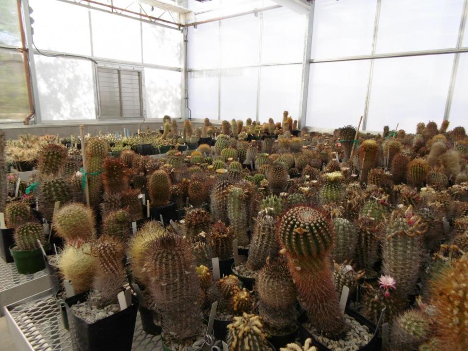 Cactus plants can be sold for thousands on the black market (Fiona Tapp)