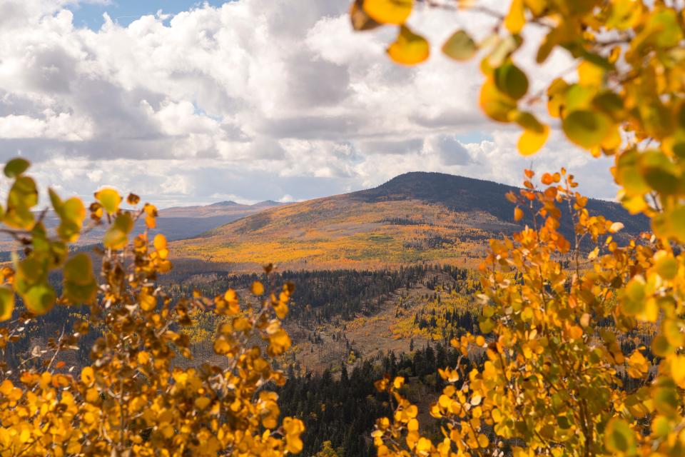 Fall foliage covers the landscape in Dixie National Forest Monday, October 1, 2018. The Aspen trees at the highest altitudes have already dropped their leaves, and high winds will continue the process through this week.