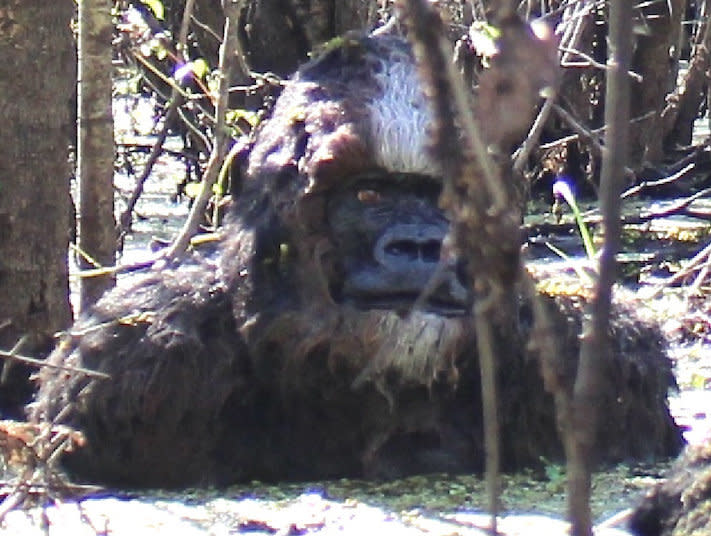 <a href="http://huff.to/1BsAODn" target="_blank">2015 kicked off with a story</a> from Tampa, Florida, fisherman John Rodriguez, who claimed that, on Dec. 26, 2014, he snapped this picture of Florida's version of Bigfoot: the elusive and alleged Skunk Ape. Naturally, this picture and Rodriguez's story generated huge controversy, with most folks declaring it a hoax.