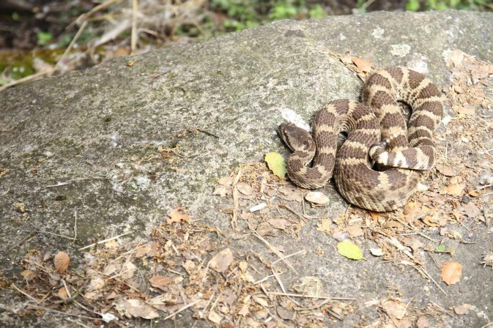 A northern Pacific rattlesnake.
