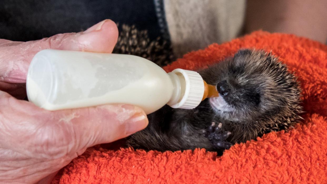 Die Rentnerin Ingeborg Bauermeister füttert einen kleinen Igel mit einer Flasche Milch.