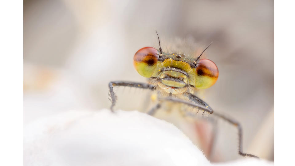 A damselfy shot up-close on a petal