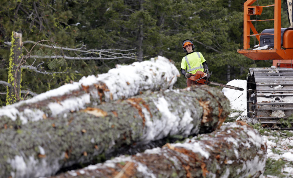 In this Feb. 22, 2017, photo, Trevor Gibson eyes a pile of logs he'll be cutting into shorter lengths at a thinning operation on a 100-acre patch on private land owned by the Nature Conservancy overlooking Cle Elum Lake, in Cle Elum, Wash. As part of a broader plan by the nonprofit environmental group to restore the pine forests of the Central Cascades so they are more resilient to wildfires and climate change, they're cutting down trees to save the forest. (AP Photo/Elaine Thompson)