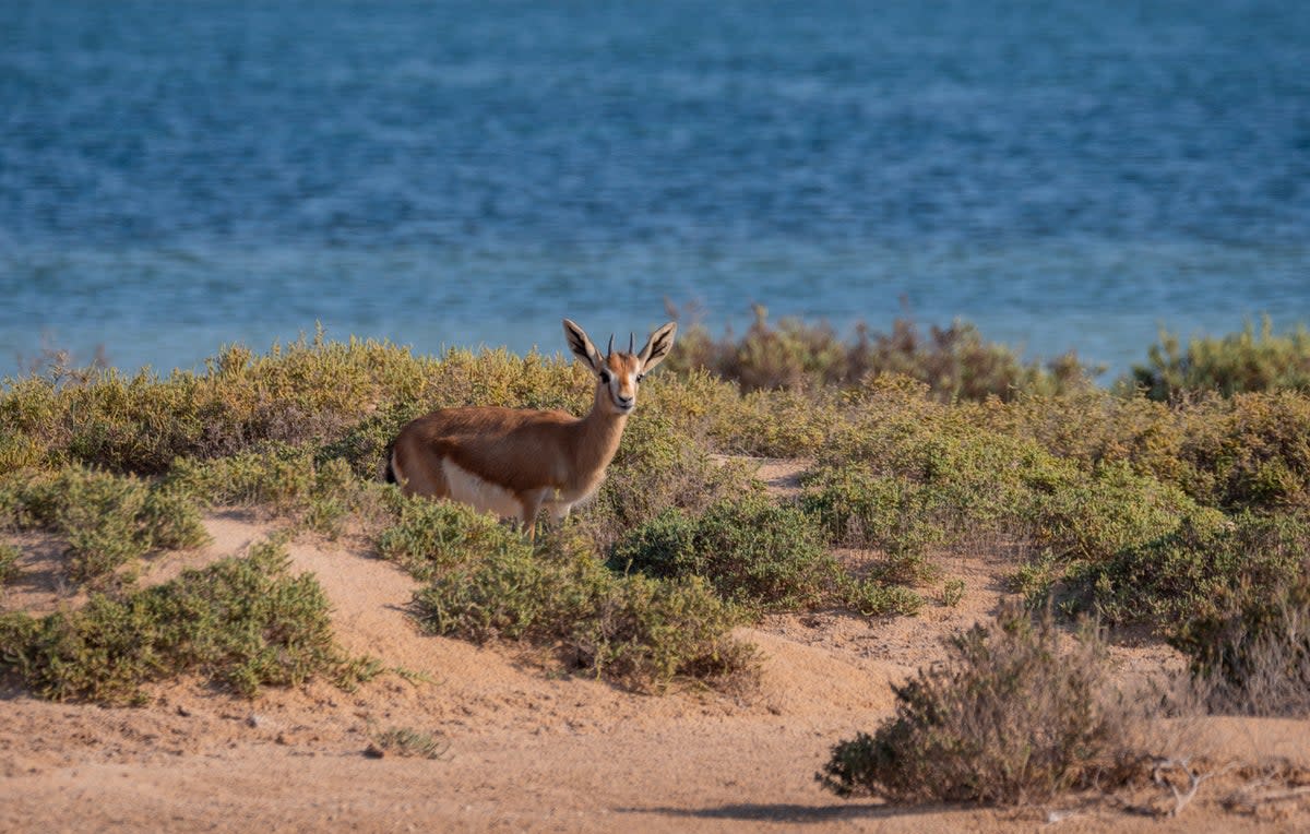 The islands around Bahrain are home to protected wildlife, such as the Arabian sand gazelle (Getty Images/iStockphoto)