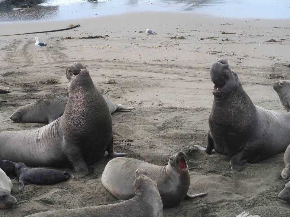 Two bulls challenge each other over females at the Piedras Blancas elephant seal beach. Pups are nearby.