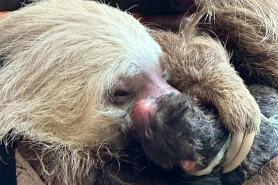 <p>Zoo Atlanta/Instagram</p> Nutella the the Hoffman