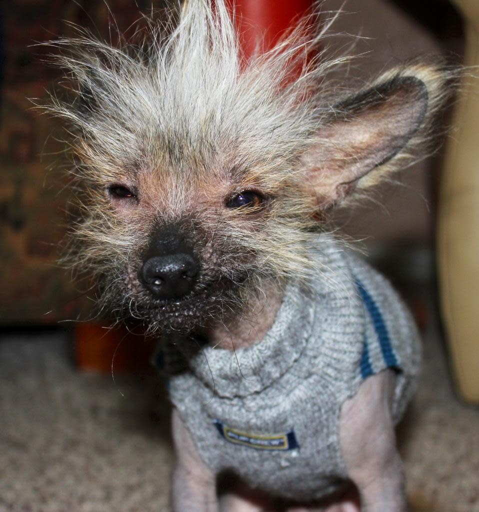 Meet Chupee, a contestant in the World’s Ugliest Dog Contest. The contest, currently in its 25th year, is on at the Sonoma-Marin Fair in Petaluma, California, on Friday, June 21. The winner will be given $1,500. Eight-year-old Chinese Crested pooch named Mugly won the crown in 2012. Photo courtesy of the World’s Ugliest Dog ® Contest, June 21, Sonoma-Marin Fair, Petaluma, California.