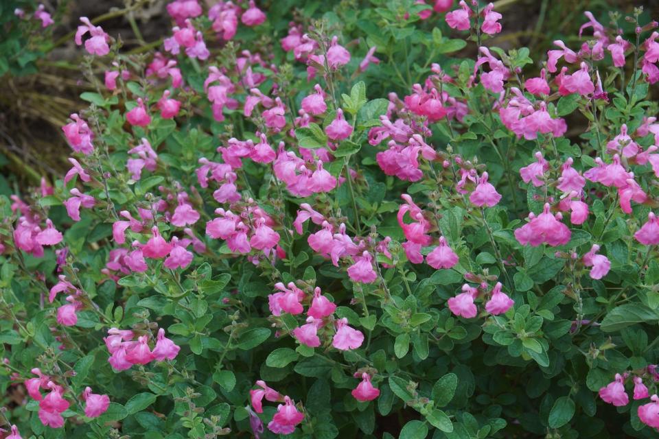 Autumn sage (Salvia greggii). Called Red Chihuahuan sage and Texas sage also.