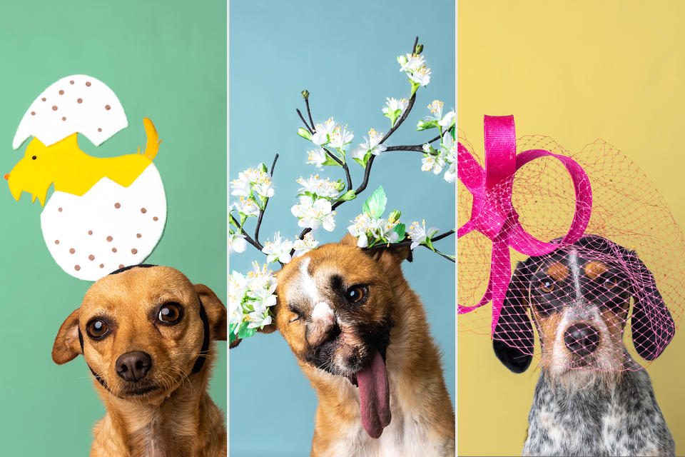 Haute Dogs! Royal Milliners Create Cutest Calendar of All Time with Rescue Pups