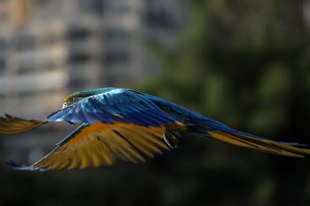 A macaw flies in Caracas