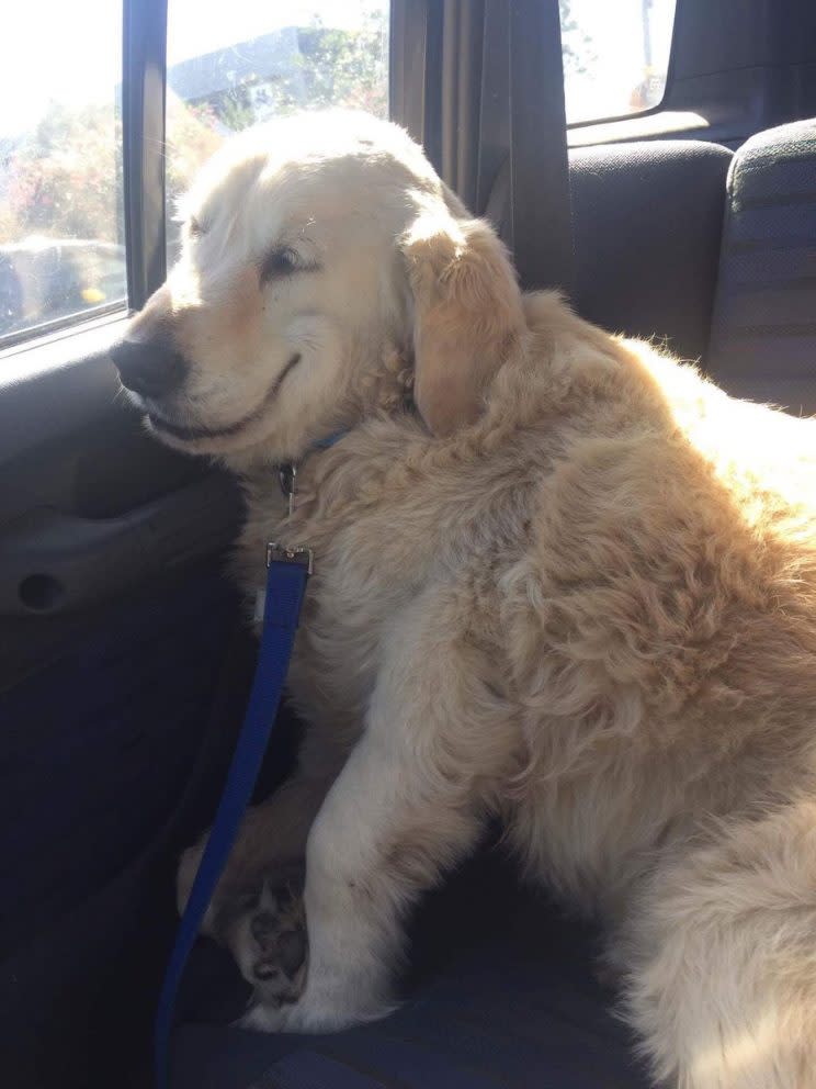 This dog came out of surgery and can’t stop smiling. Photo from Twitter.