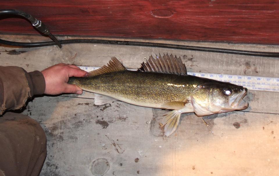 A walleye is measured after being caught on a raft on the Wolf River near Gill's Landing.