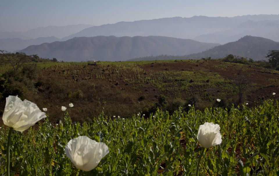 FILE - Flourishing poppy fields spread through hills at Nampatka village, Northern Shan State, Myanmar on Jan. 27, 2014. Myanmar, already wracked by a brutal civil war, has now also regained the unenviable title of world’s biggest opium producer, according to a U.N. agency report released Tuesday, Dec. 12, 2023. (AP Photo/Gemunu Amarasinghe, File)