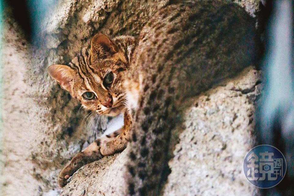 保育類野生動物石虎（圖）數量稀少，在台灣瀕臨滅種危機。