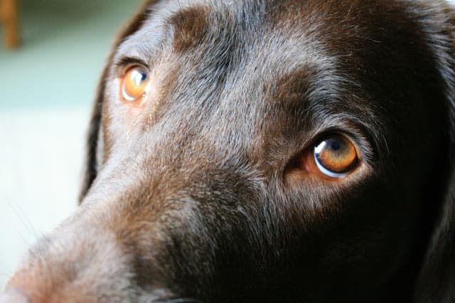 Dogs evolved 'sad puppy eyes' to appeal to humans