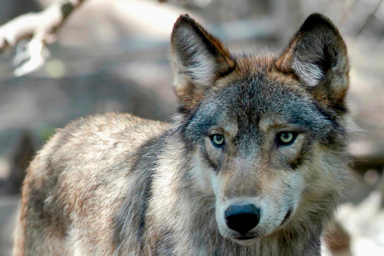 FILE - This July 16, 2004, file photo, shows a gray wolf at the Wildlife Science Center in Forest Lake, Minn. Wildlife advocates are urging Colorado officials to streamline planning for reintroducing the gray wolf. They argue the launch of an overly bureaucratic process will frustrate the intent of voters who approved reintroduction by the end of 2023. (AP Photo/Dawn Villella, File) (AP)