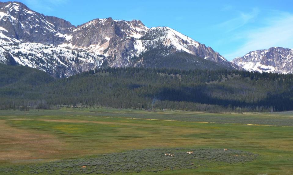 A small herd of antelope can be seen running through a meadow that is part of a trail that the U.S. Forest Service is working on between Stanley and Redfish Lake. Property owner Dave Boren contested the project in court, but a judge recently ruled against him.